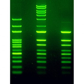 Barwnik kwasów nukleinowych LabSafe™ [10,000X]